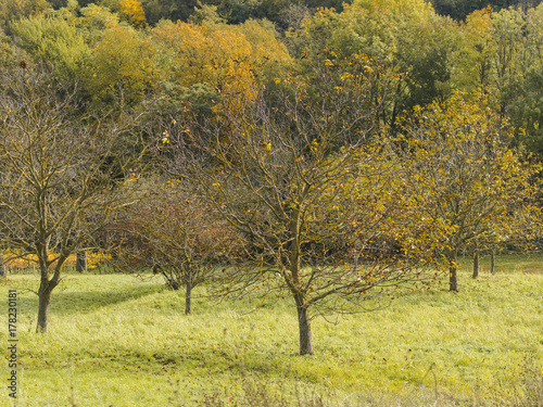 autumnal colorful photo background in october in austria