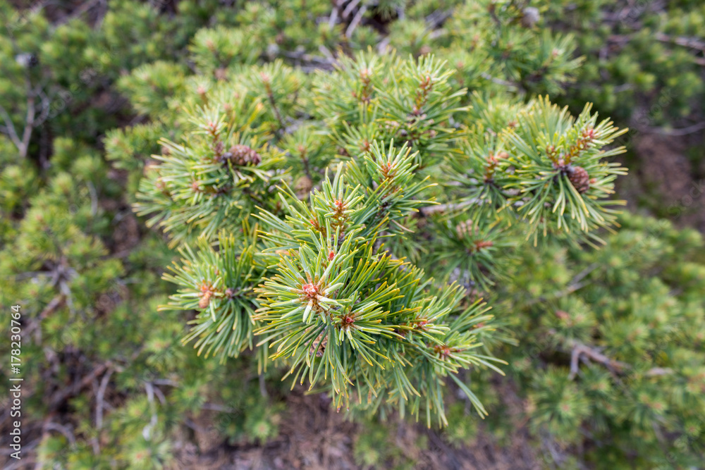 Scots pine tree. Close up.