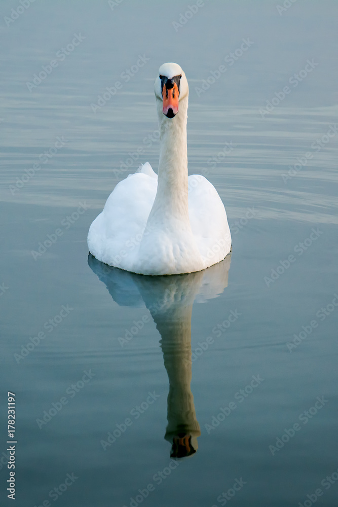 Naklejka premium swan