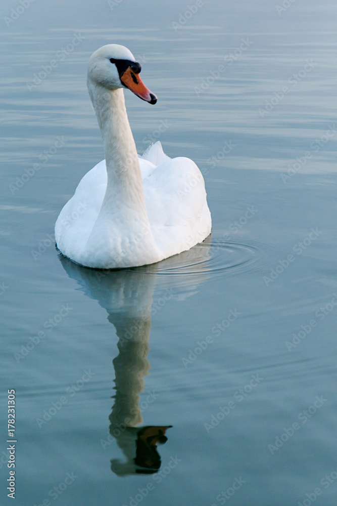 Naklejka premium swan