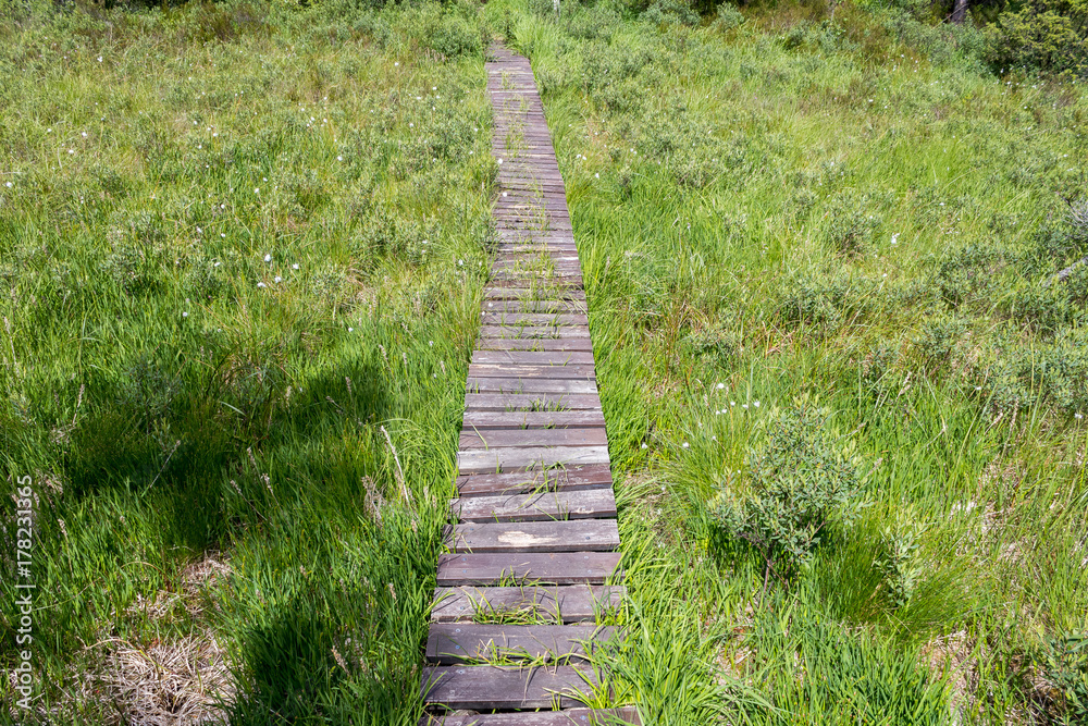 Walking path of wooden planks crossing a swamp. Summer colors.