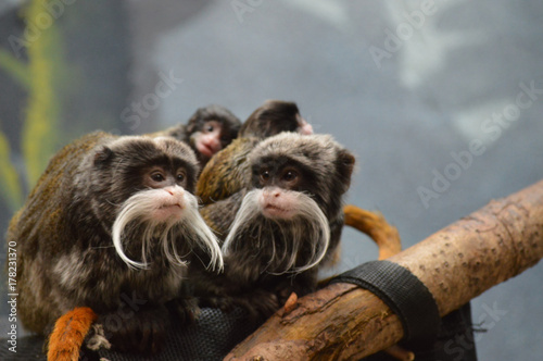 Fototapeta Naklejka Na Ścianę i Meble -  Emperor Tamarins