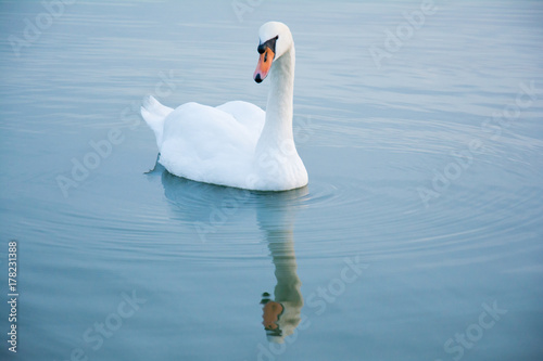 Fototapeta Naklejka Na Ścianę i Meble -  swan