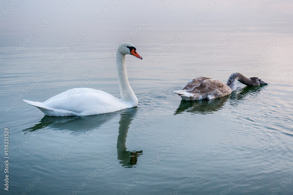 Naklejka premium swan