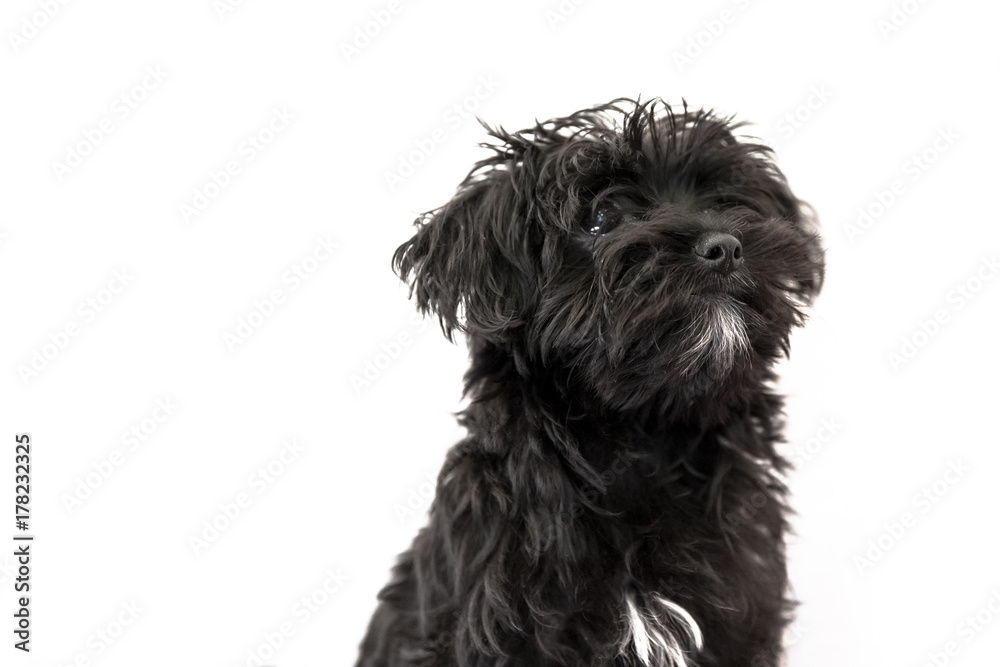 Portrait of cute black dog Morkie or Yorktese or Malkie, puppy the age of 4 month, isolated on white background. Breed from Maltese and Yorkshire Terrier dogs. Copy space. Studio horizontal shot.