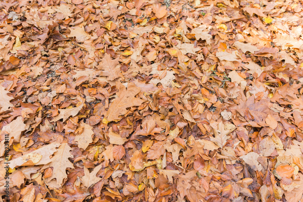 Herbst Hintergrund Herbst Hintergrund