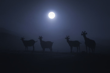 horned goats at night