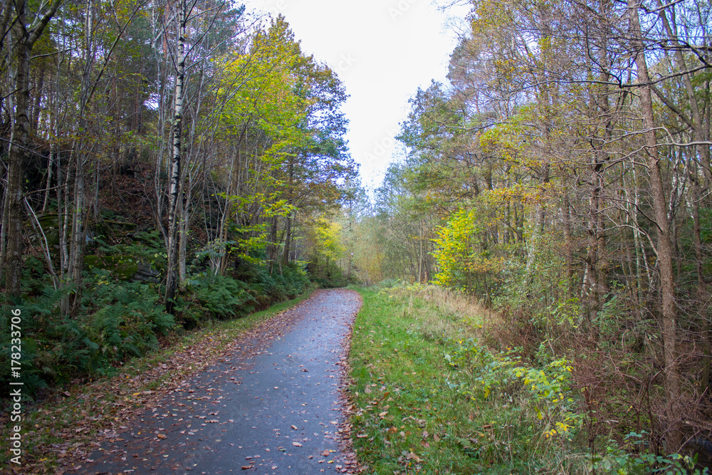 Walking path through a forest in autumn colors. Norway, Scandinavia.