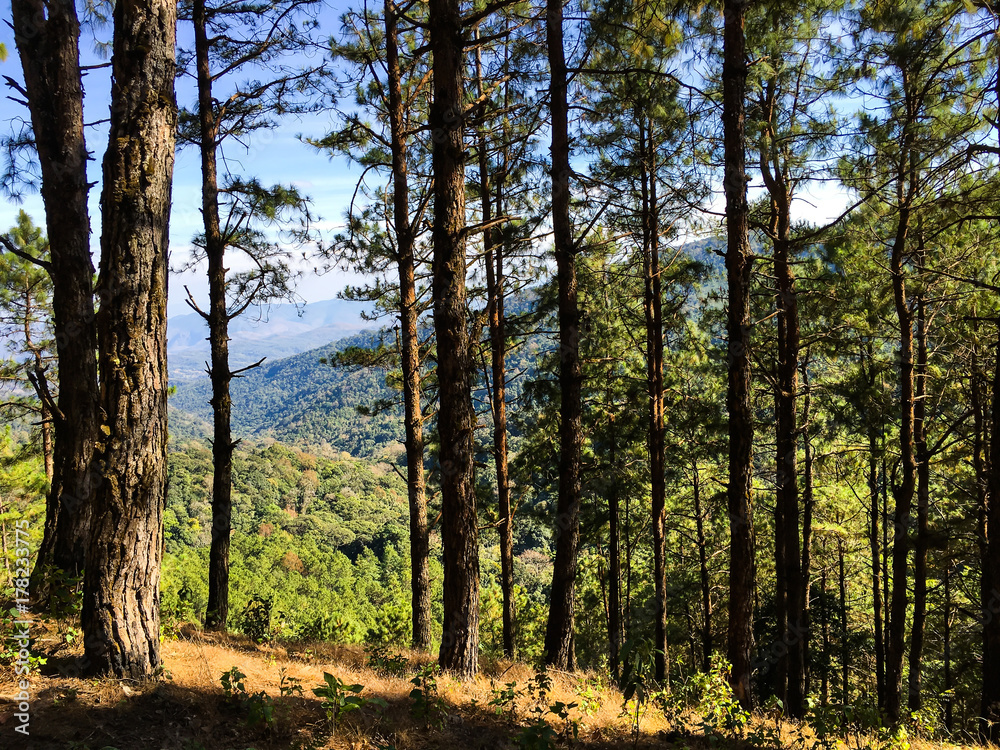 The jungle of very long and high trees. The jungle of very long and high trees.