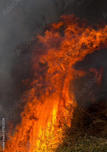 Flames Power during a Forest Fire. © bruno ismael alves
