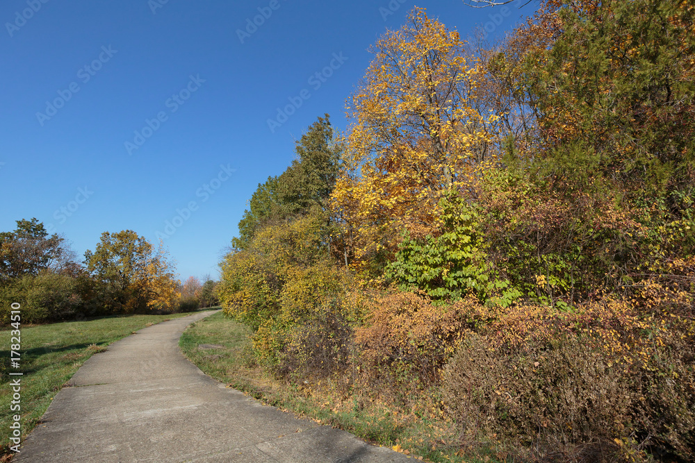 Colorful leafs