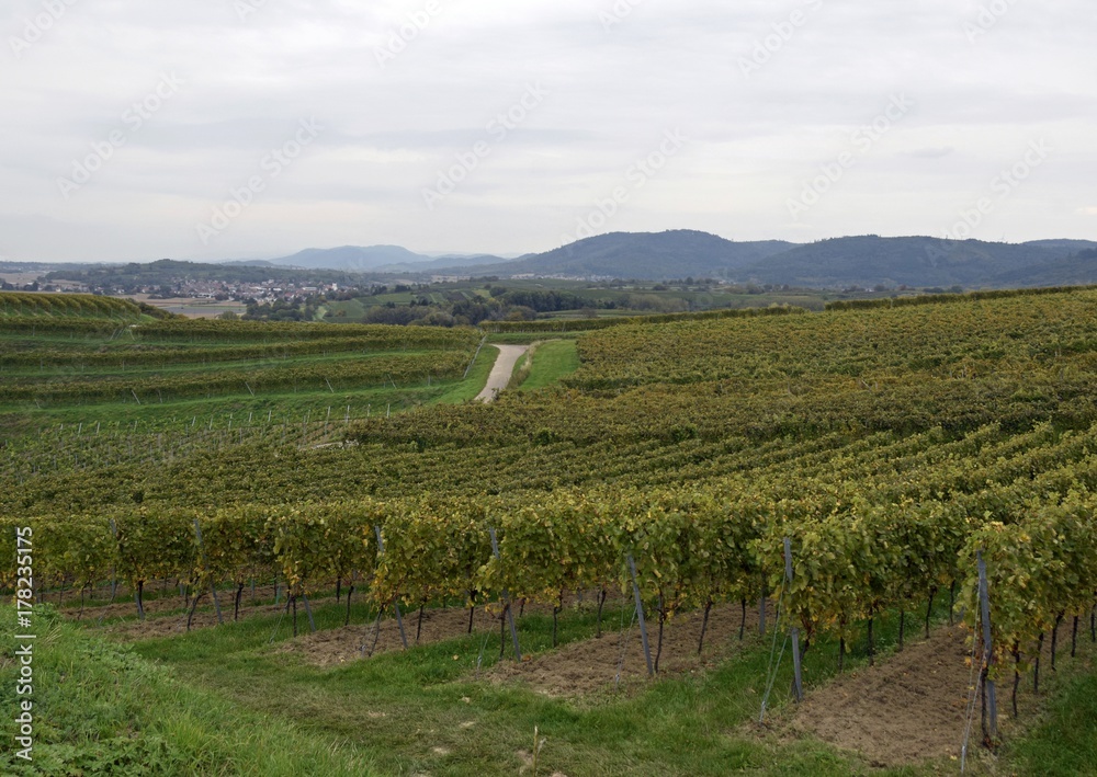 view across the vineyards of the Schutterlindenberg in Lahr,  Ortenau region of Baden, Germany 