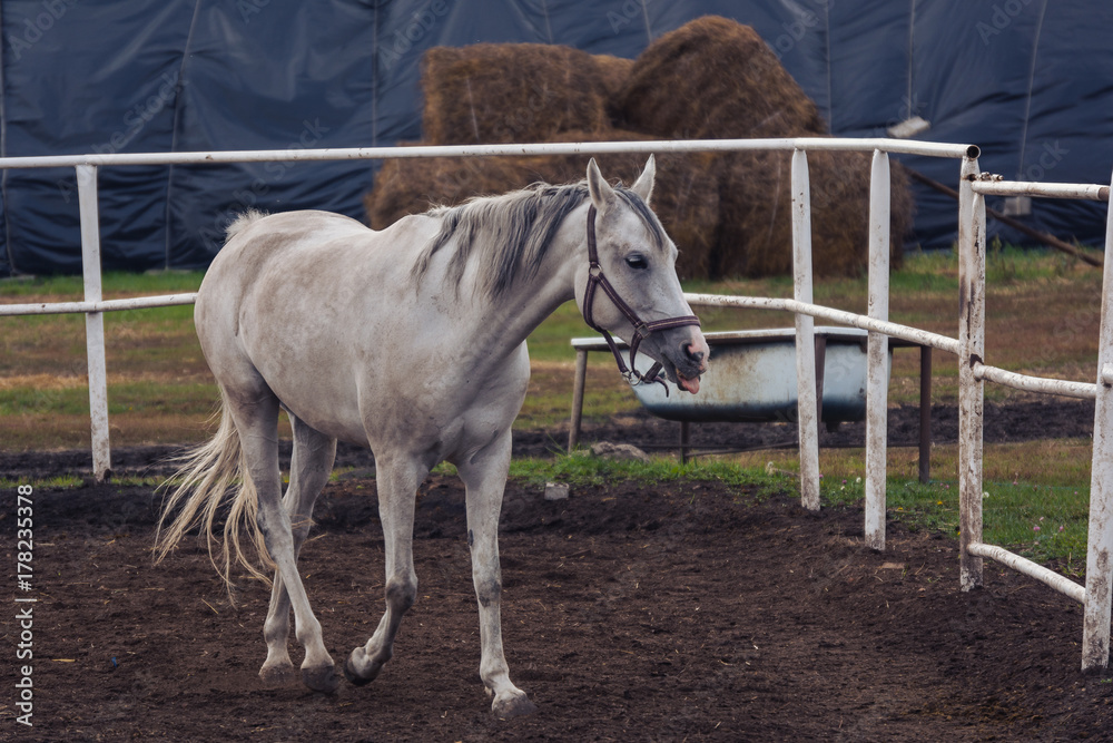 Fototapeta premium white horse in the Hippodrome