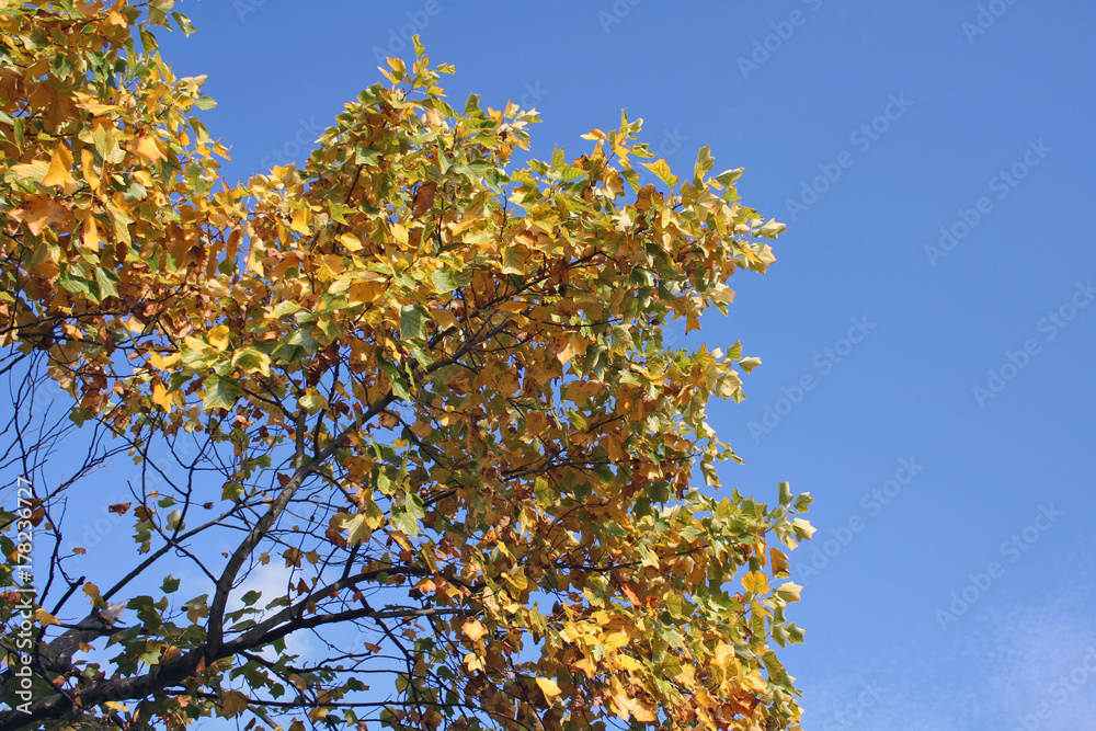 Obraz premium Autumnal Leaves with Blue Sky Background