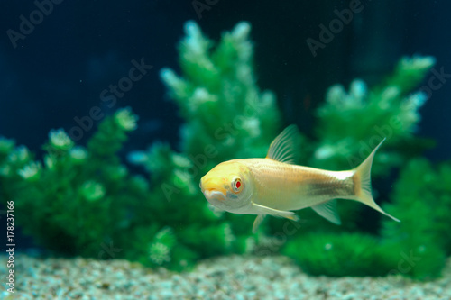 Lonely Fish Swimming In Home Aquarium