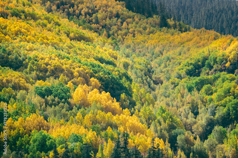 Autumn mixed forest. yellow color trees