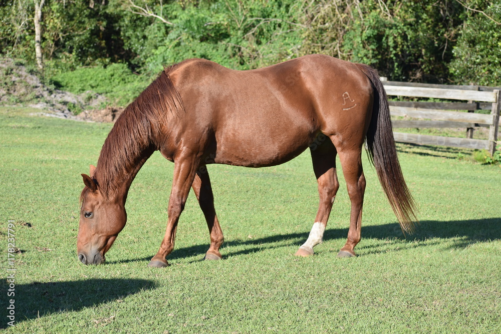 Red quarter horse gelding with brand Red quarter horse gelding with brand