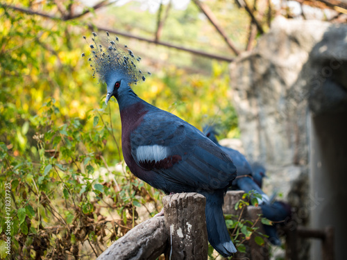 The red eye bird is looking toward us