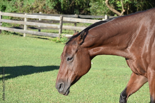 Photography Angry mare with ears pinned back