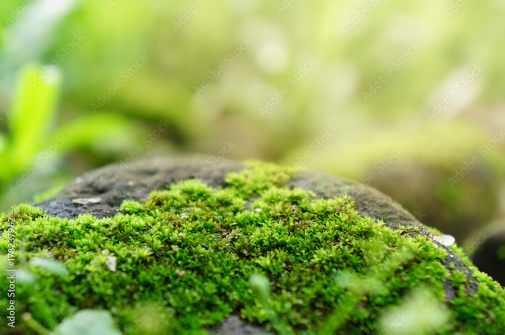 Obraz premium Beautiful mossy landscape with sunrise in forrest