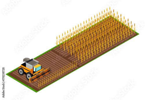 Combine Harvester Gathering Wheat on Field Vector