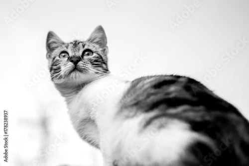 Back and white cat