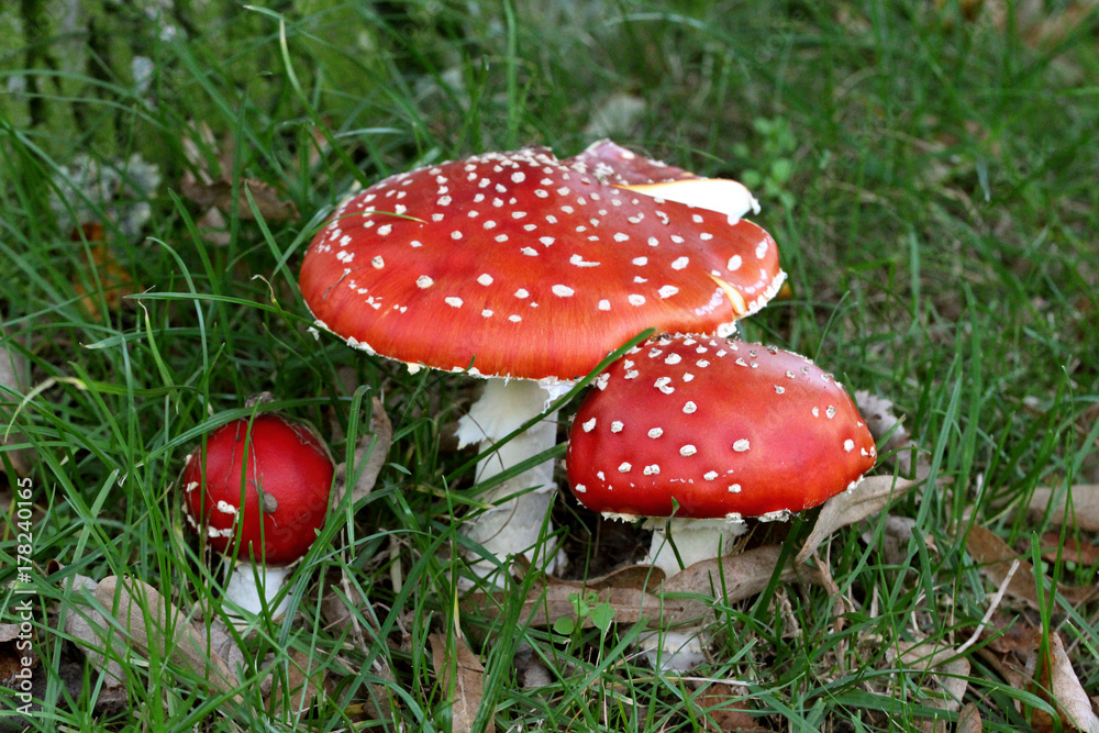 Obraz premium Fliegenpilz