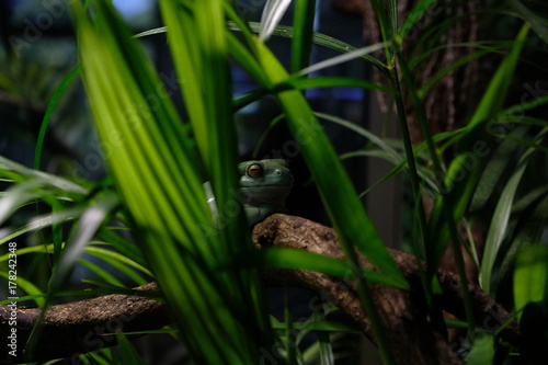 green frog / frog / little frog