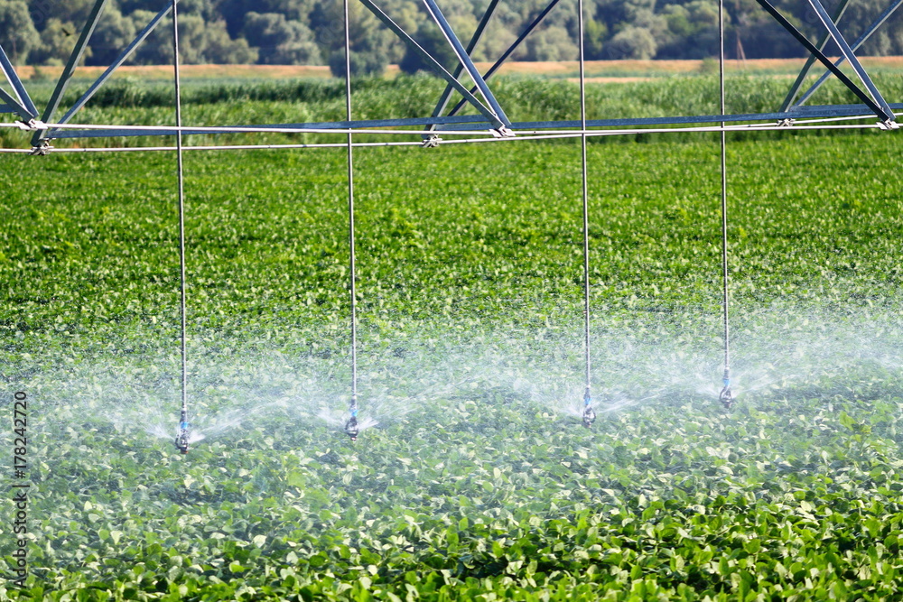 Fototapeta premium Field irrigation using the center agricultural pivot sprinkler system