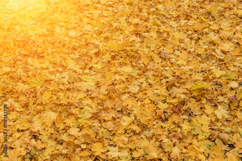 maple leaves background maple leaves background