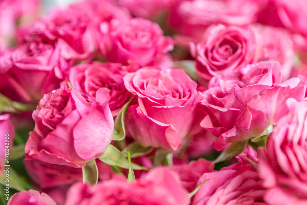 bunch of pink roses background, soft focus bunch of pink roses background, soft focus