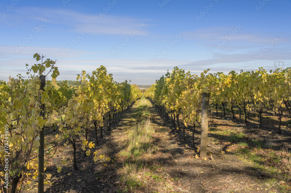 Field of vineyards Willamette valley Oregon.