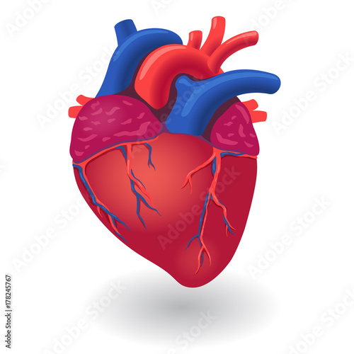 Human body heart organ