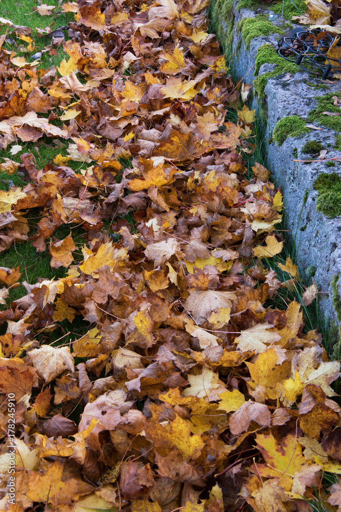 Obraz premium Lots of autumn leaf