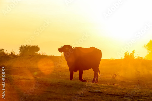 water buffalo grazing at sunset next to the river Strymon in Northern Greece.