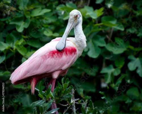 Roseate Spoonbill