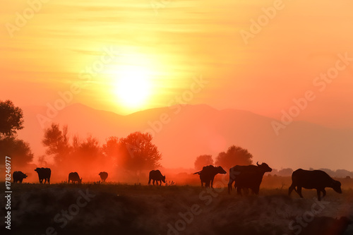 water buffalo grazing at sunset  next to the river Strymon in Northern Greece. © ververidis
