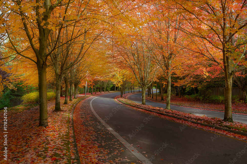 Maple Trees in Fall Colors at Suburban Neighborhood Street