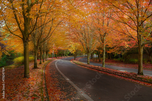 Maple Trees in Fall Colors at Suburban Neighborhood Street