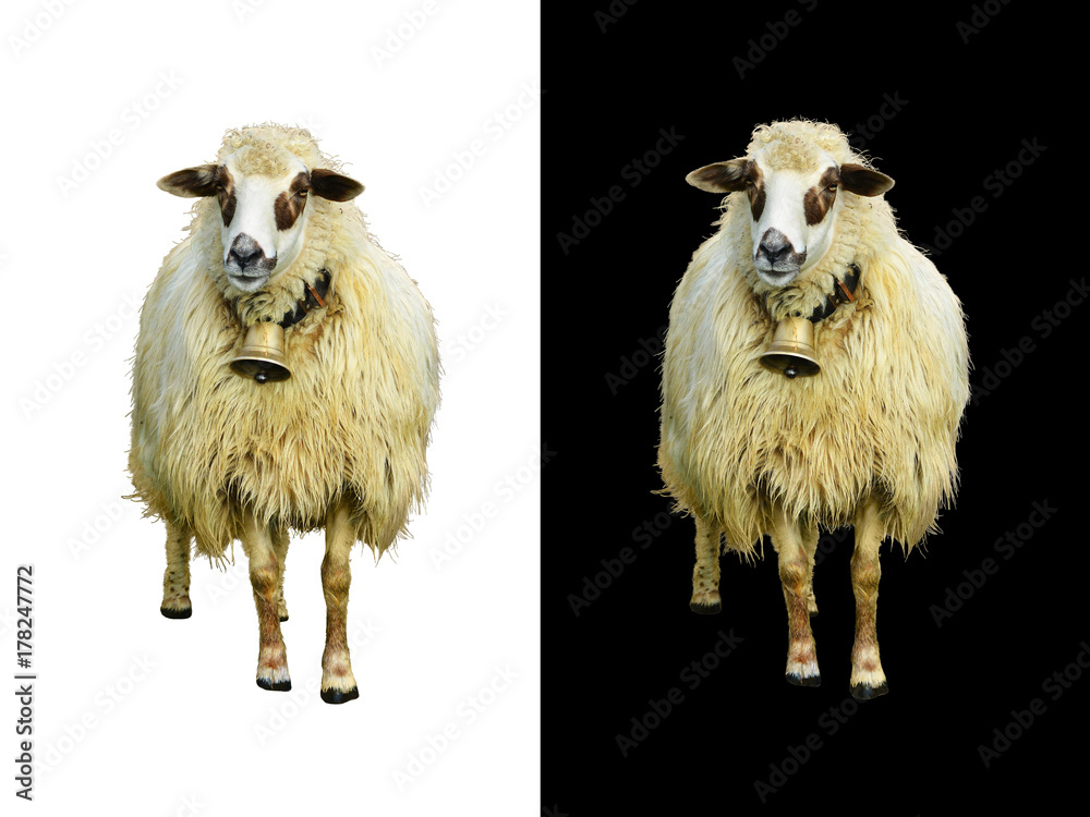 Fototapeta premium Cute white lamb with bell. Isolated, white and black background.
