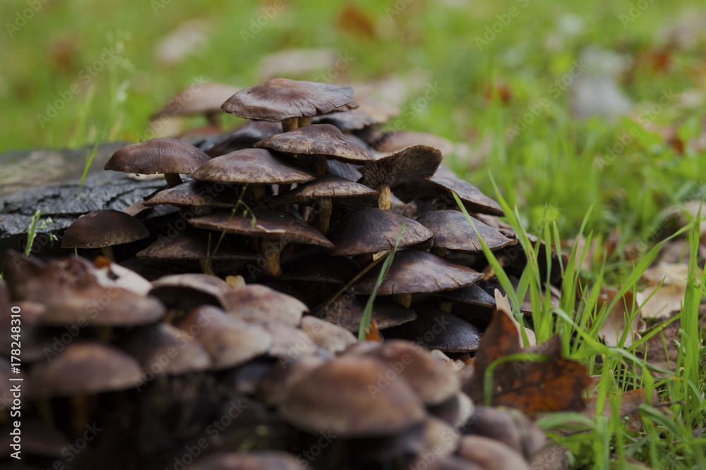 Mushroom tree Mushroom tree