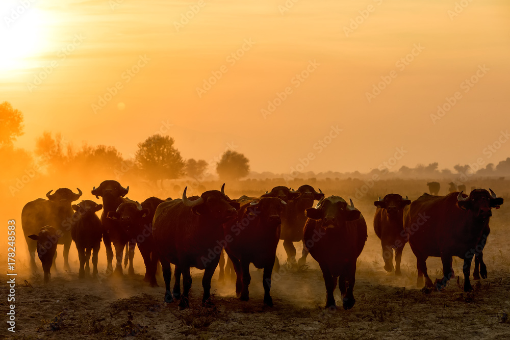 Fototapeta premium water buffalo grazing at sunset next to the river Strymon in Northern Greece.