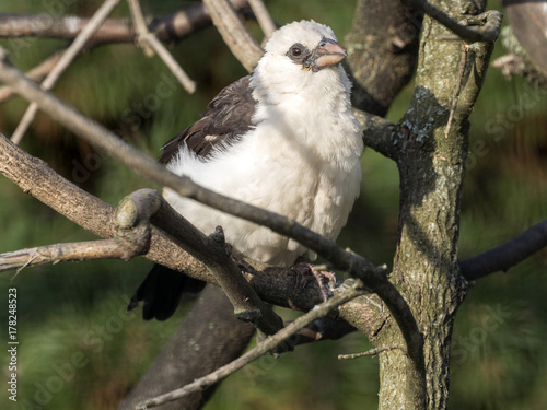 White-headed buffalo weaver  Dinemelli dinemelli  belongs among the snipers