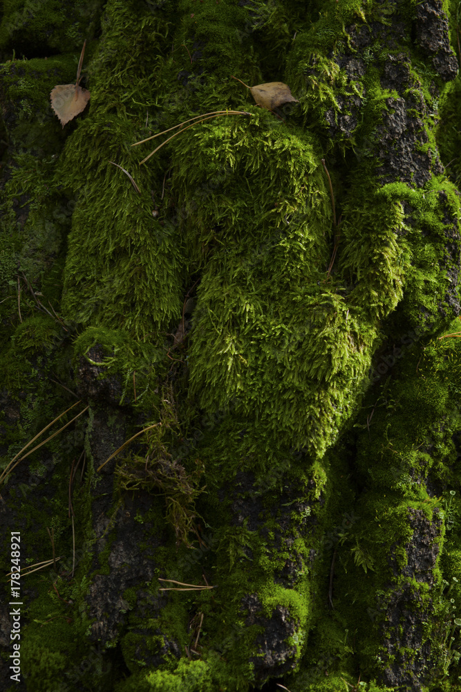 Obraz premium Moss carpet