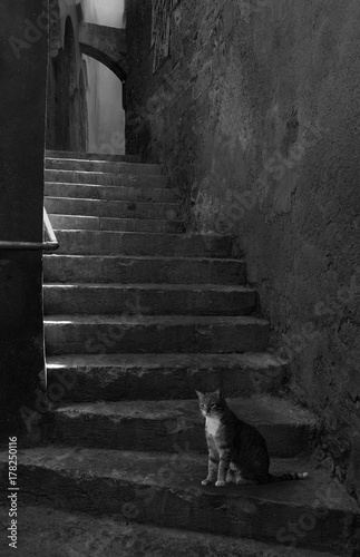 Kot i schody © kajar