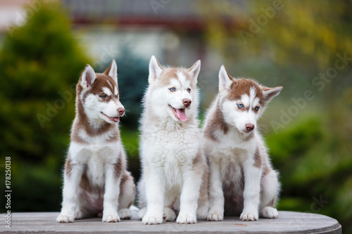 Husky puppies on a table