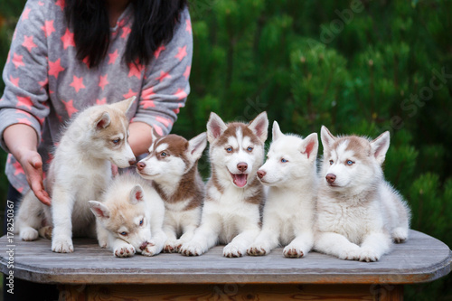 Valokuva Breeder of dogs with his pets in a courtyard