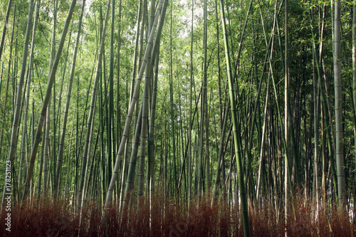 Bamboos forest in Arashiyama