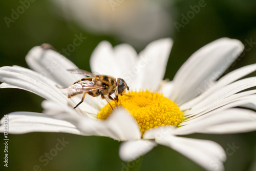 Closeup photo of a beautiful daisy and fly with natural background