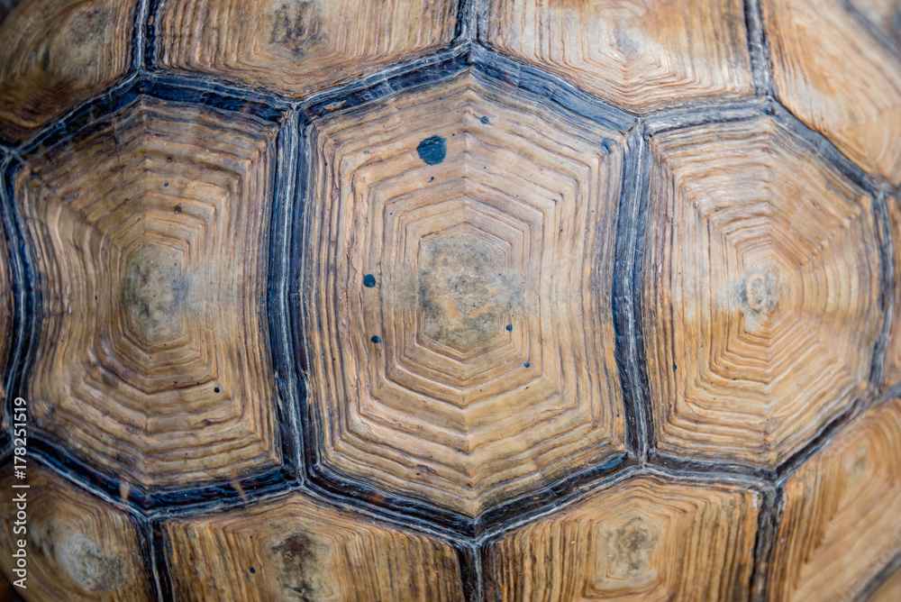 Sulcata Tortoise Sulcata Tortoise